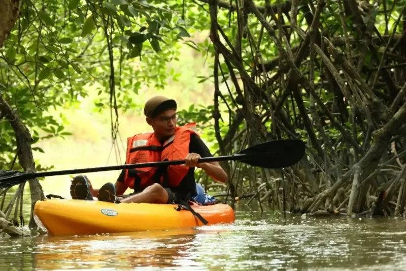 Adventure Kayaking Routes in Malaysian Mangroves: Top Spots and Tips